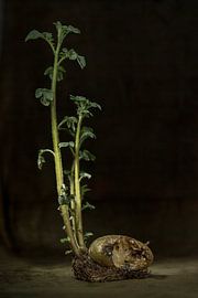 Still life, dark, of potato from which a bite has been taken by Annelies Huijzer