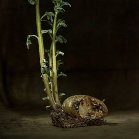 Stilleben, dunkel, von Kartoffel, von der ein Bissen genommen wurde von Annelies Huijzer