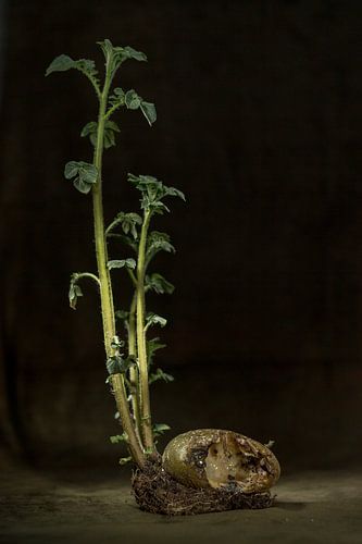 Stilleben, dunkel, von Kartoffel, von der ein Bissen genommen wurde