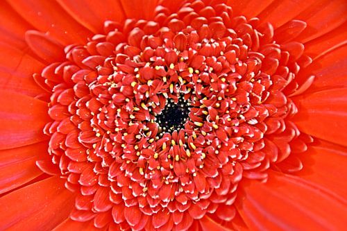 eine rote Gerbera Blüte