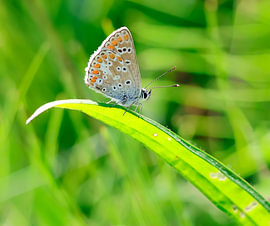 Un azuré d'Icare sur un brin d'herbe sur Ilse zoomt in.