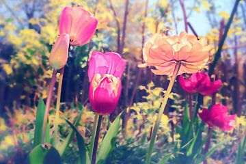 Bloesem Gruga - Lente Tulpen Tulpen gefotografeerd in zachte bokeh van Jakob Baranowski - Photography - Video - Photoshop