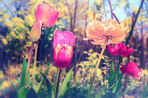 Bloesem Gruga - Lente Tulpen Tulpen gefotografeerd in zachte bokeh