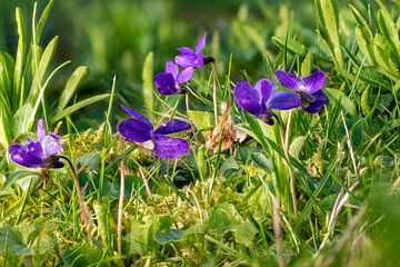 Maarts viooltjes in het gras van Hans-Jürgen Janda