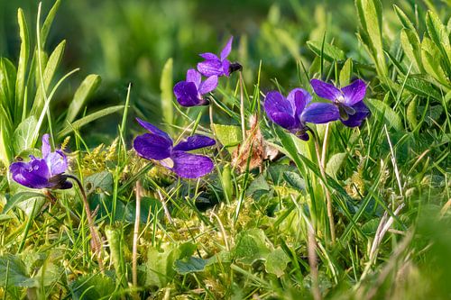 Les violettes de mars dans l'herbe