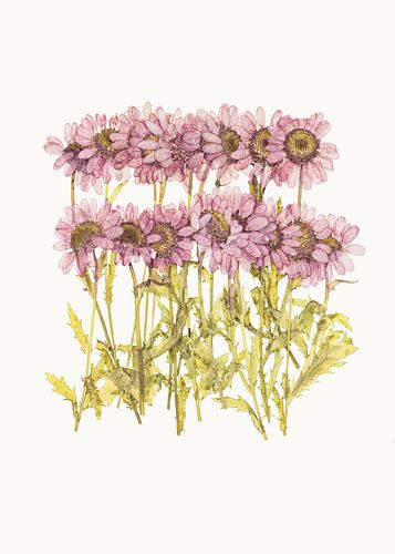 Cabinet de variétés_Fleurs_02