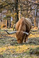 Grazers Veluwe