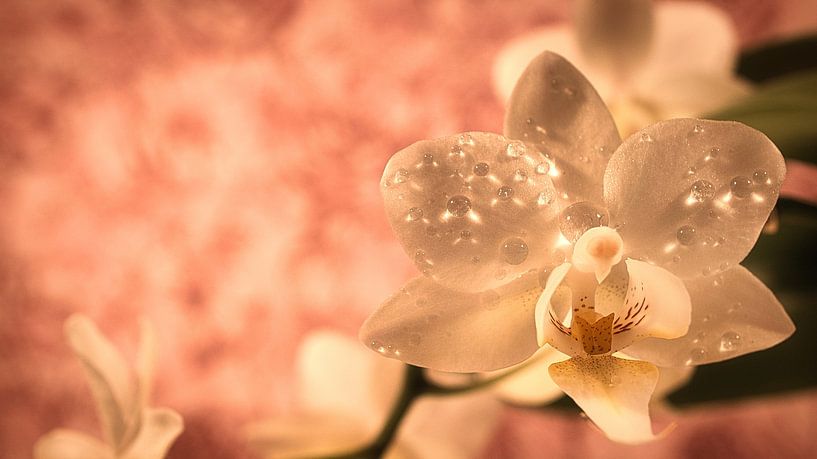 Orchid with dewdrops on the petals. Orchid stem with flowers by Martin Köbsch