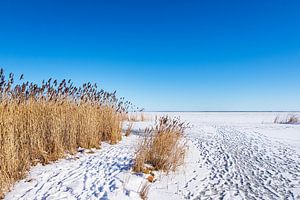 Bodden bei Ahrenshoop auf dem Fischland-Darß im Winter