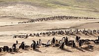 Gentoo Penguins at "The Neck" van Claudia van Zanten thumbnail