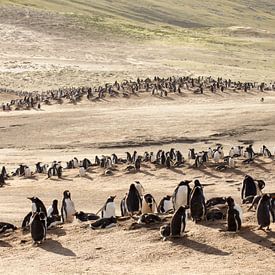 Gentoo Penguins at "The Neck" by Claudia van Zanten