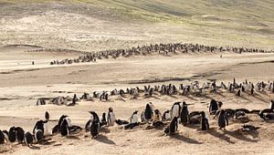 Pingouins Gentoo au "The Neck" ; sur Claudia van Zanten