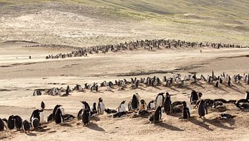 Pingouins Gentoo au "The Neck" ;