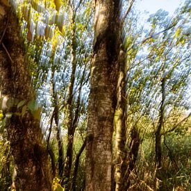 Moving birch by Jakob Huizen van