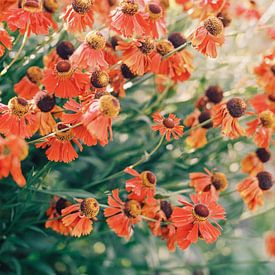 Veld met bloemen van Hanke Arkenbout