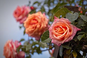 Orange-gelbe Rose von Rob Boon