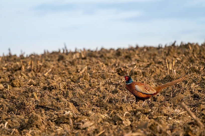Fazant op het weiland in de ochtend van Marcel Derweduwen