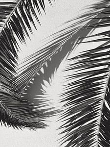 Photo noir et blanc feuille de palmier sur Dagmar Pels