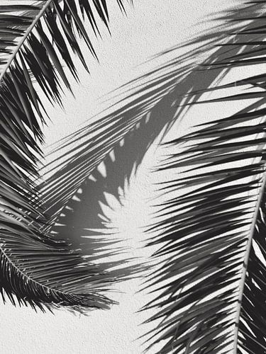 Black and white photo palm tree leaf