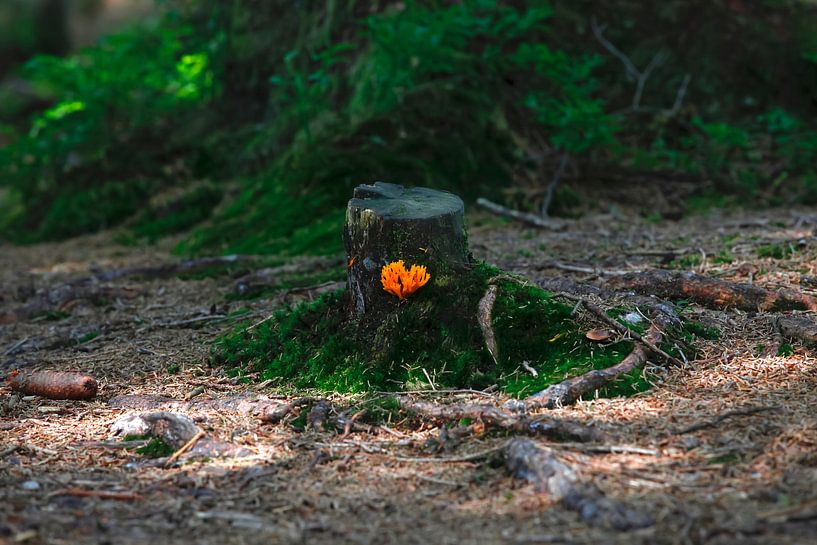 Wald von Thomas Jäger