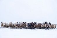 Kudde schapen in een weide in de sneeuw tijdens de winter van Sjoerd van der Wal thumbnail