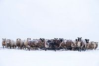 Flock of sheep standing in a meadow in the snow during winter