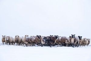 Schafherde auf einer verschneiten Wiese im Winter von Sjoerd van der Wal Fotografie