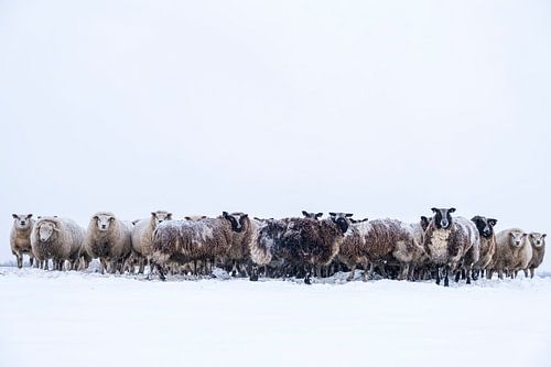 Kudde schapen in een weide in de sneeuw tijdens de winter