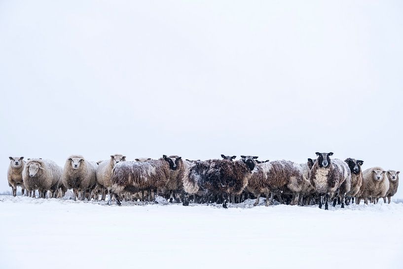 Kudde schapen in een weide in de sneeuw tijdens de winter van Sjoerd van der Wal Fotografie