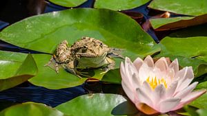 Frosch mit Lotus von Stijn Cleynhens