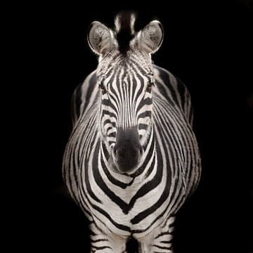 Fotograaf van een zebra van Marja Suur