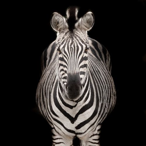 Photographer of a zebra
