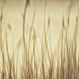 Grasses by Claudia Moeckel