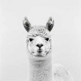Llama in black and white by Poster Art Shop