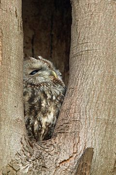Tawny Owl ( Strix aluco )  roosting in its tree hollow