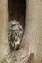 Waldkauz ( Strix aluco ) in seiner Baumhöhle, Nisthöhle von wunderbare Erde Miniaturansicht