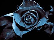 Schwarze Rose von Yvon van der Wijk Miniaturansicht
