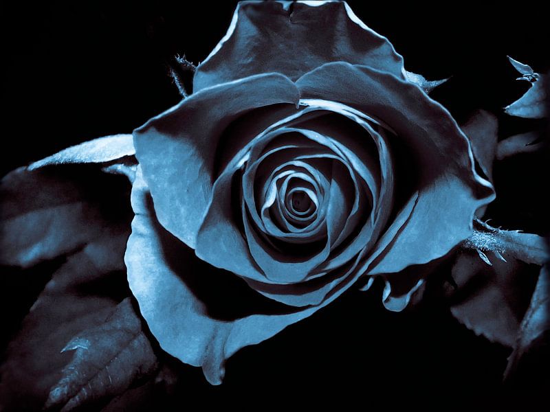 Schwarze Rose von Yvon van der Wijk