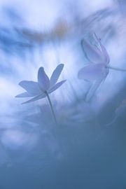 Buschwindröschen: bezaubernde Frühlingsblume