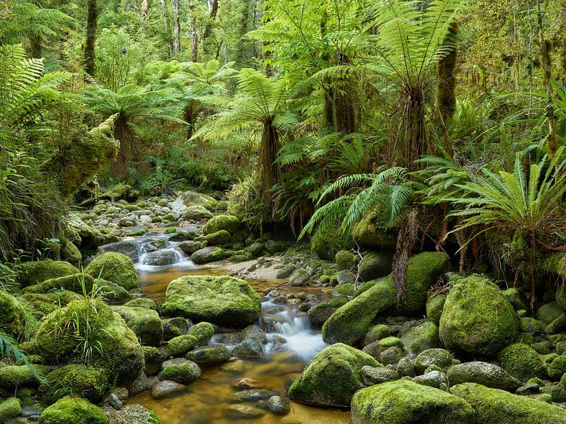 Kahurangi Nationaal Park I van Rainer Mirau