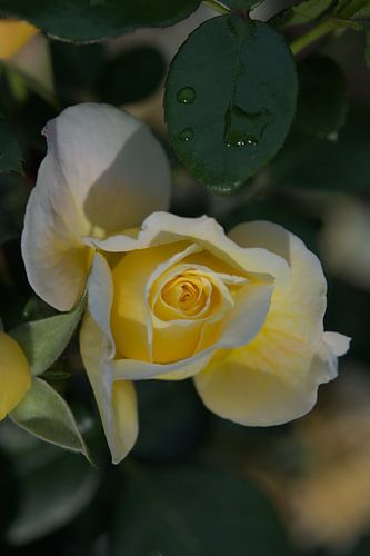 Sanfte Rose nach dem Regen