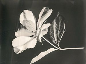Photo artistique en noir et blanc d'une fleur blanche surexposée - Style vintage et photographie surréaliste
