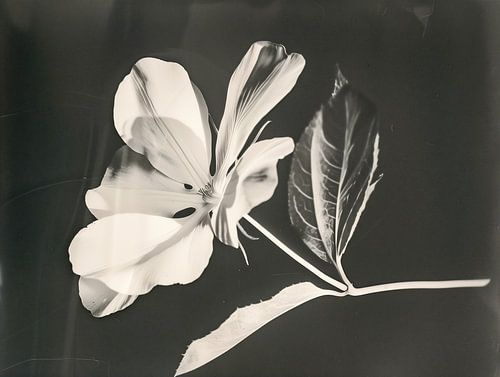 Artistieke Zwart-Wit Foto van een Overbelichte Witte Bloem – Vintage Stijl en Surrealistische Fotografie