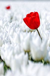 Bunte Tulpenfelder auf Goeree-Overflakkee