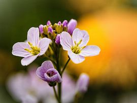 Weißblume von Rob Boon