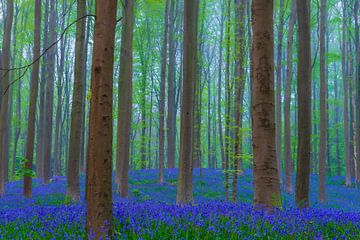 Wilde hyacinten bloemen in het bos in het voorjaar