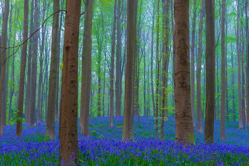Wilde hyacinten bloemen in het bos in het voorjaar