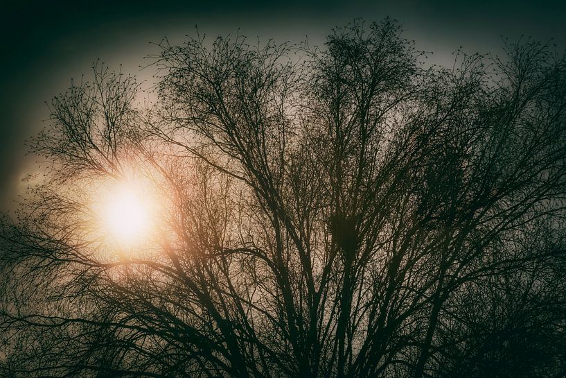 Soleil d'hiver par Jan van der Knaap