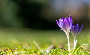 Lila Frühlings Krokus Blüten mit Bokeh im Park