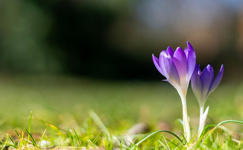 Fleurs de crocus violettes printanières avec bokeh dans le parc par Animaflora PicsStock